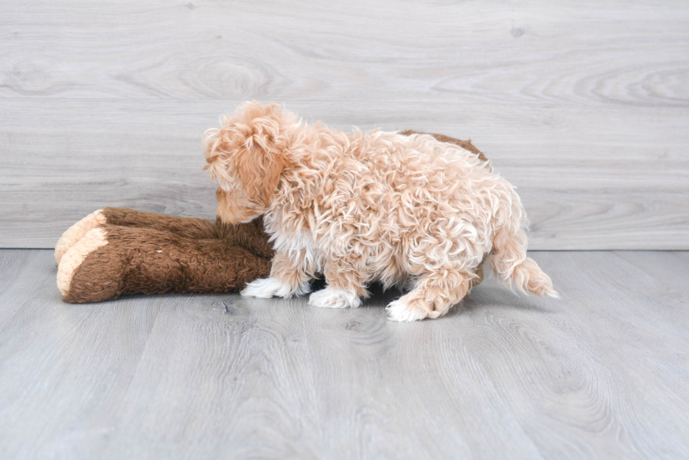 Fluffy Maltipoo Poodle Mix Pup