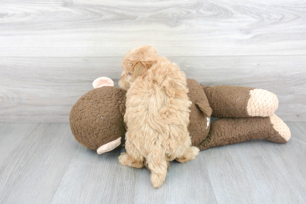 Playful Maltese Poodle Poodle Mix Puppy