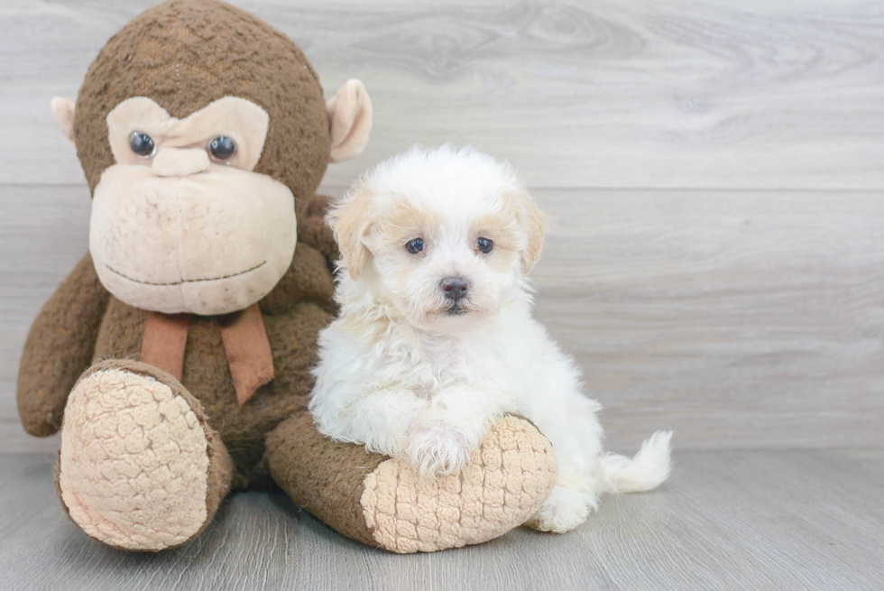 Best Maltipoo Baby