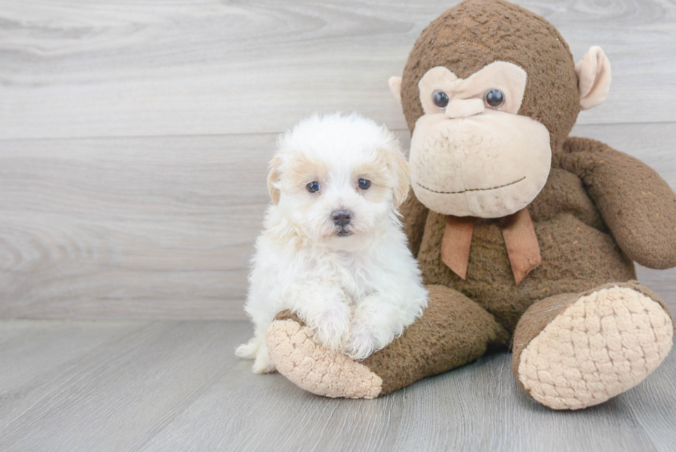 Funny Maltipoo Poodle Mix Pup