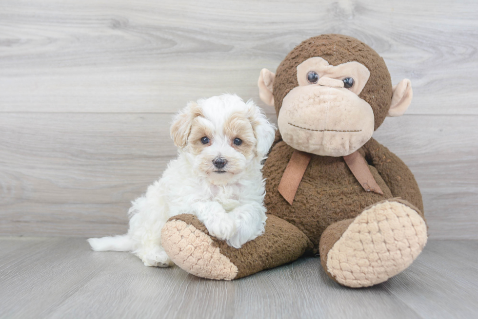 Maltipoo Puppy for Adoption