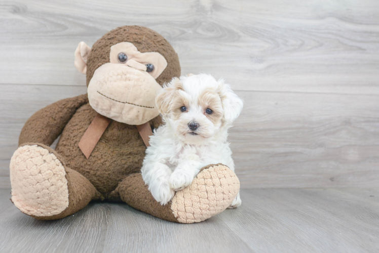 Maltipoo Puppy for Adoption