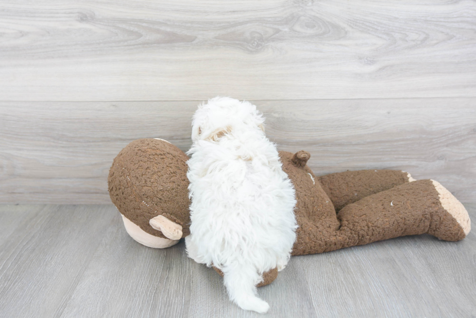 Fluffy Maltipoo Poodle Mix Pup