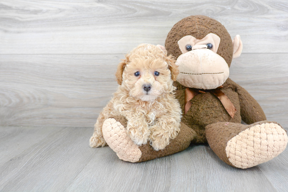 Maltipoo Pup Being Cute