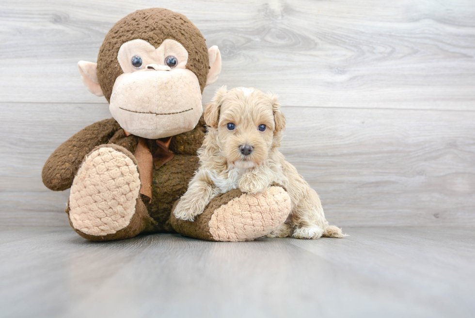 Playful Maltese Poodle Poodle Mix Puppy