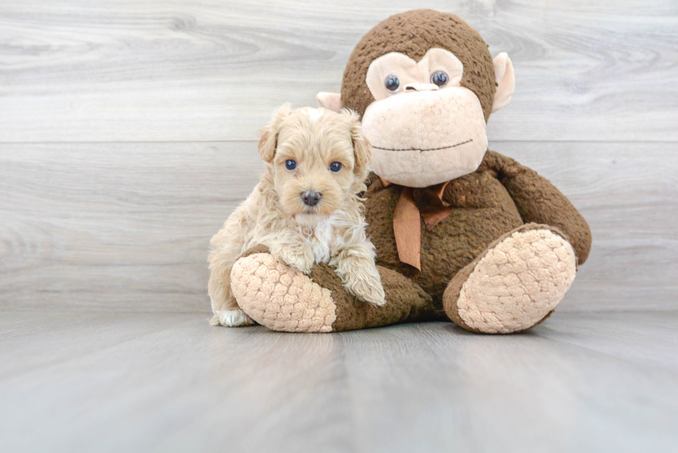 Fluffy Maltipoo Poodle Mix Pup