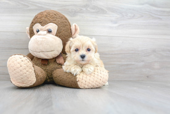 Funny Maltipoo Poodle Mix Pup