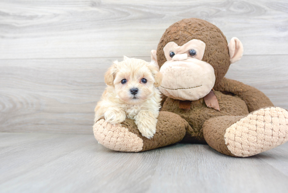 Popular Maltipoo Poodle Mix Pup