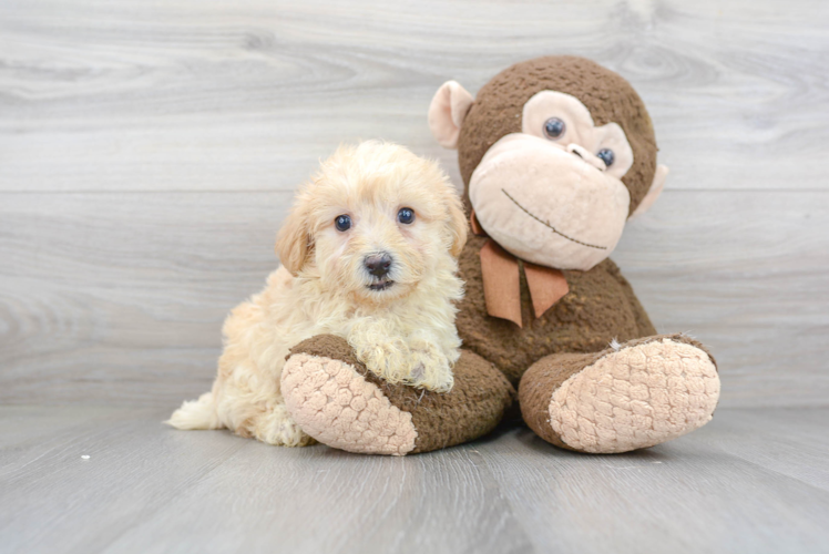 Maltipoo Puppy for Adoption