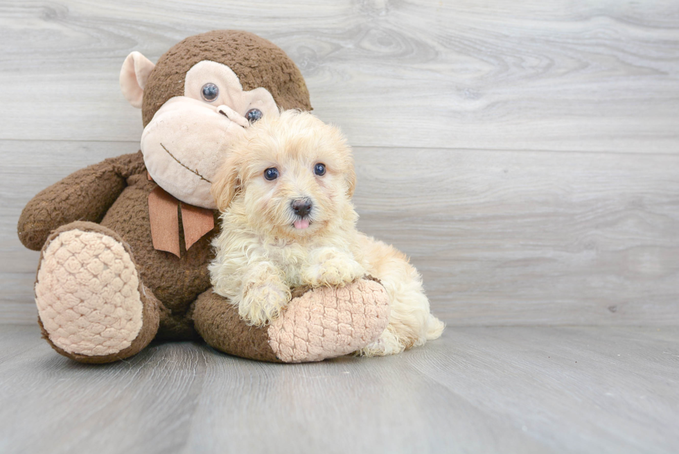 Maltipoo Puppy for Adoption