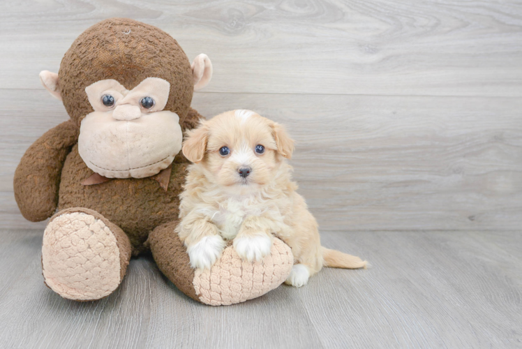 Smart Maltipoo Poodle Mix Pup