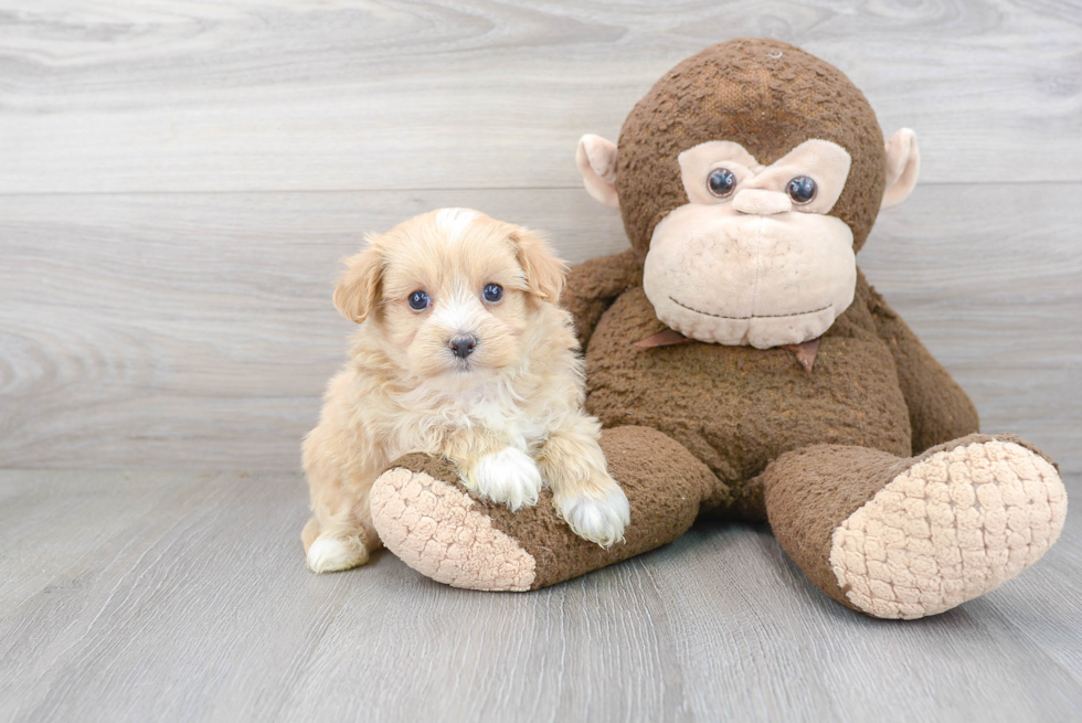 Playful Maltese Poodle Poodle Mix Puppy