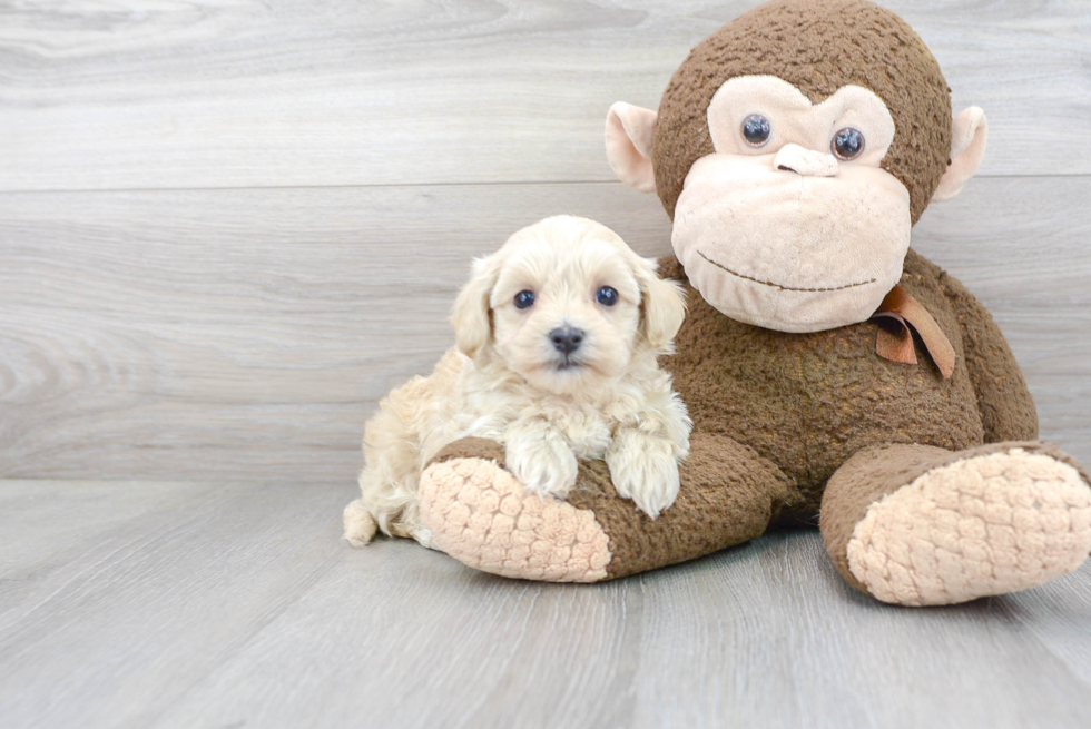 Little Maltepoo Poodle Mix Puppy