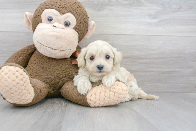 Fluffy Maltipoo Poodle Mix Pup