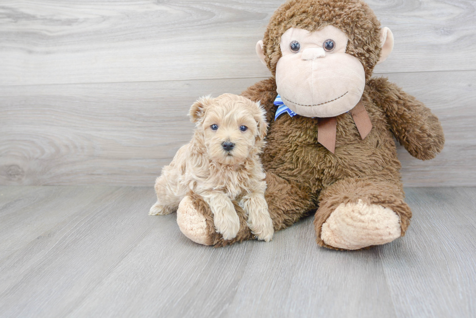 Smart Maltipoo Poodle Mix Pup