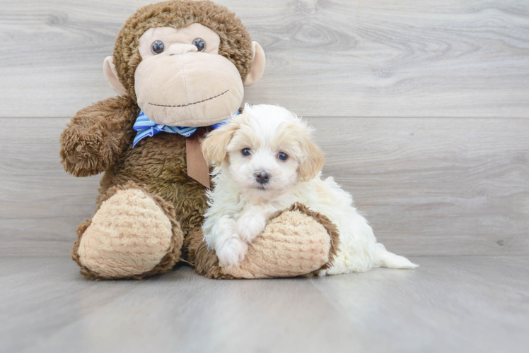 Funny Maltipoo Poodle Mix Pup