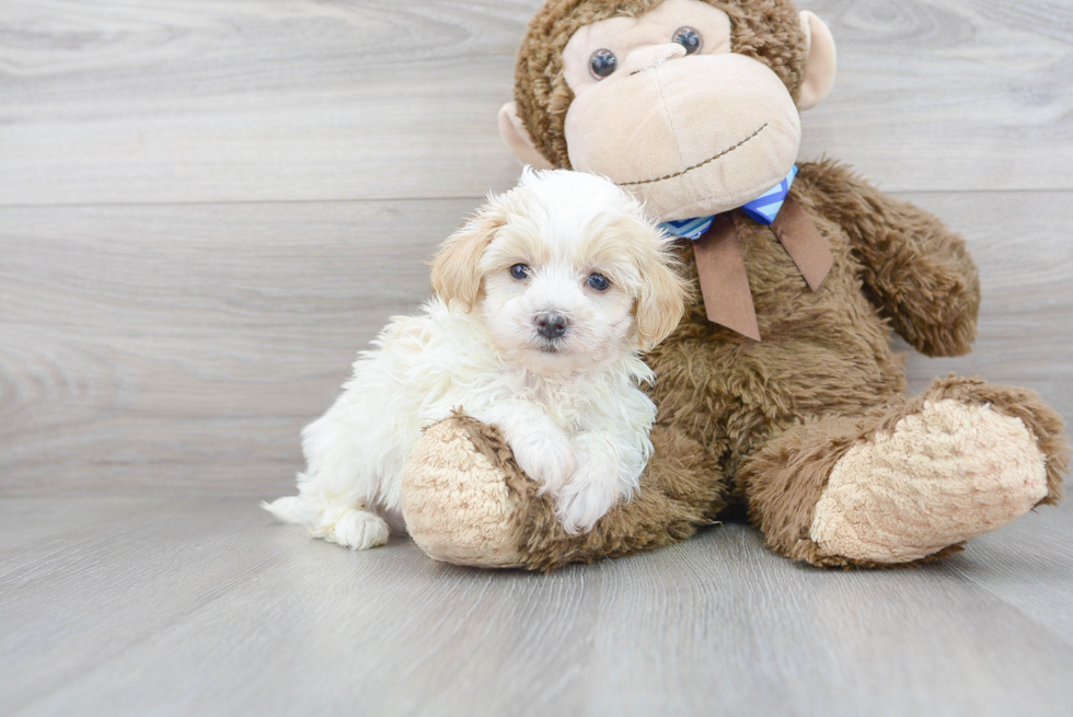 Maltipoo Pup Being Cute