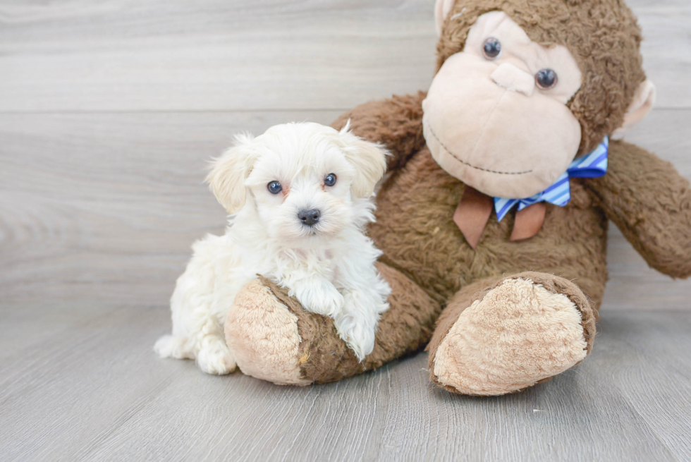 Best Maltipoo Baby