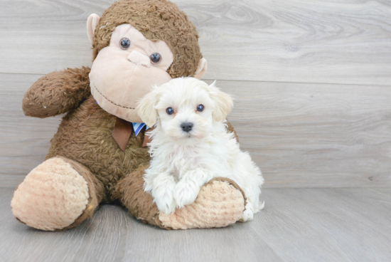 Cute Maltipoo Baby