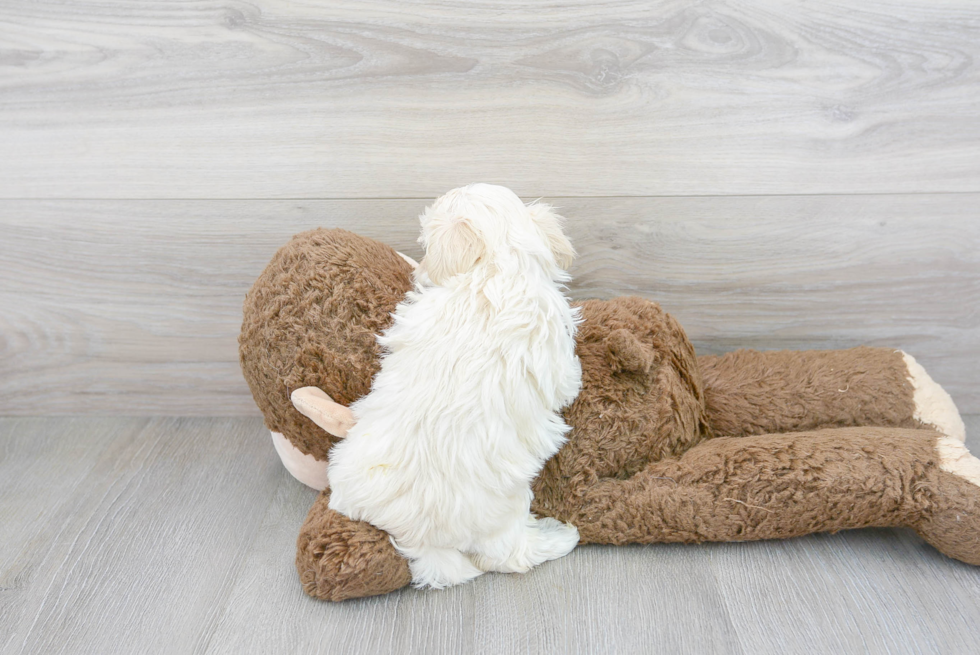 Maltipoo Pup Being Cute