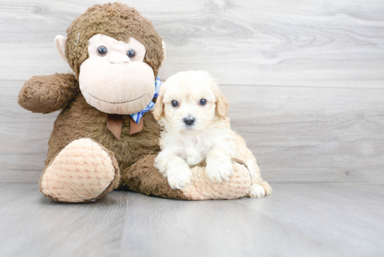 Small Maltipoo Baby