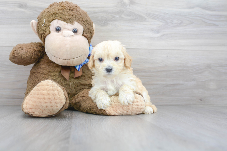 Small Maltipoo Baby