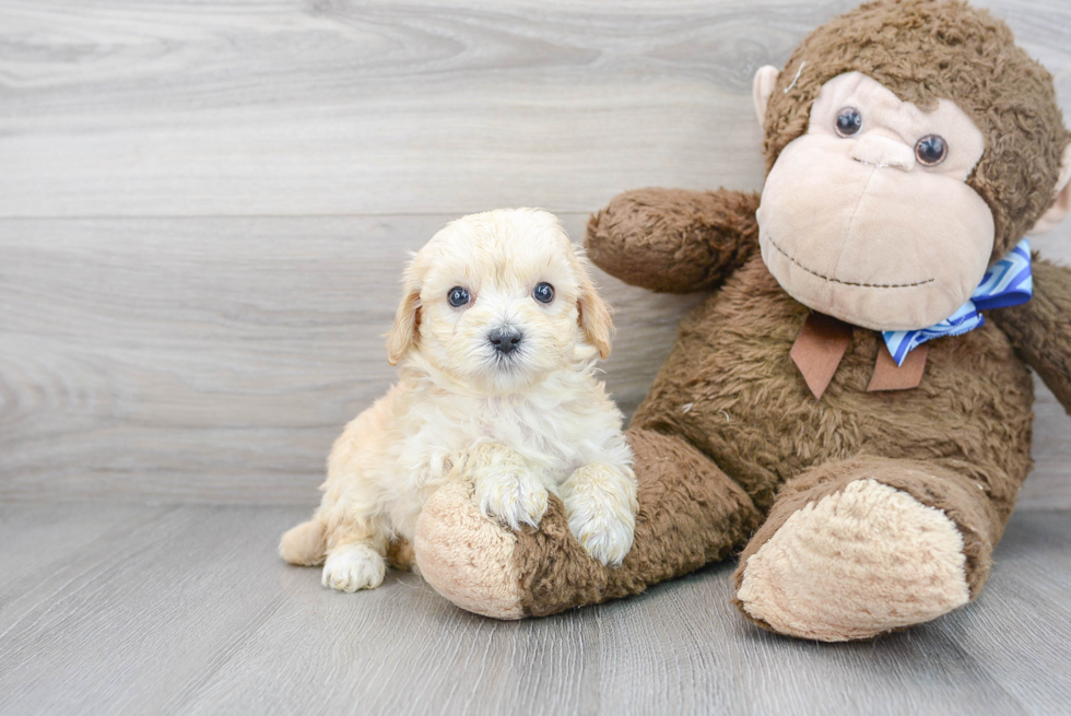 Cute Maltipoo Baby