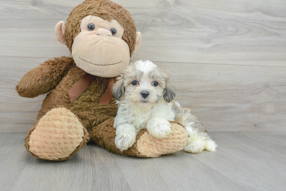 Maltipoo Puppy for Adoption