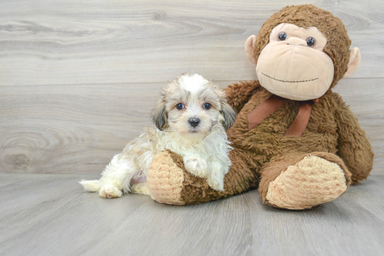 Popular Maltipoo Poodle Mix Pup