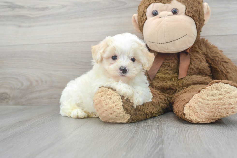 Happy Maltipoo Baby