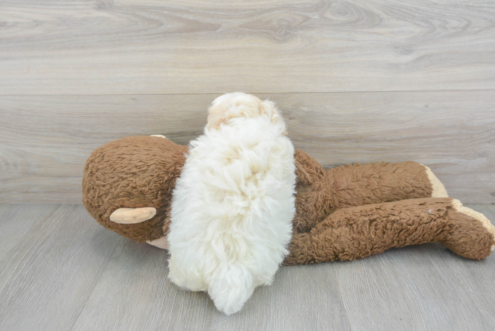 Adorable Maltepoo Poodle Mix Puppy