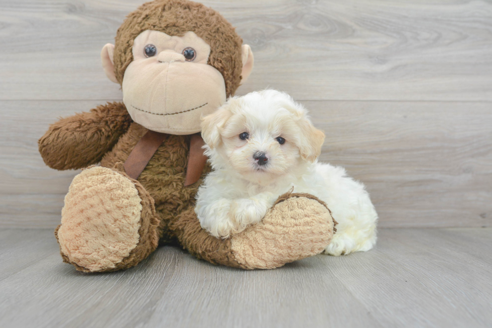 Adorable Maltese Poodle Poodle Mix Puppy