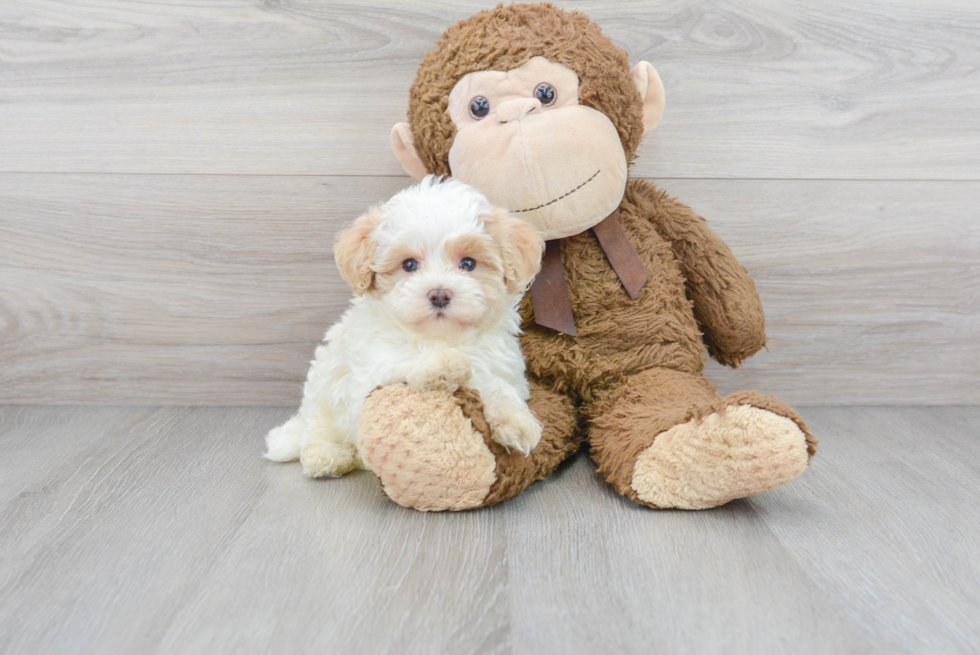 Best Maltipoo Baby