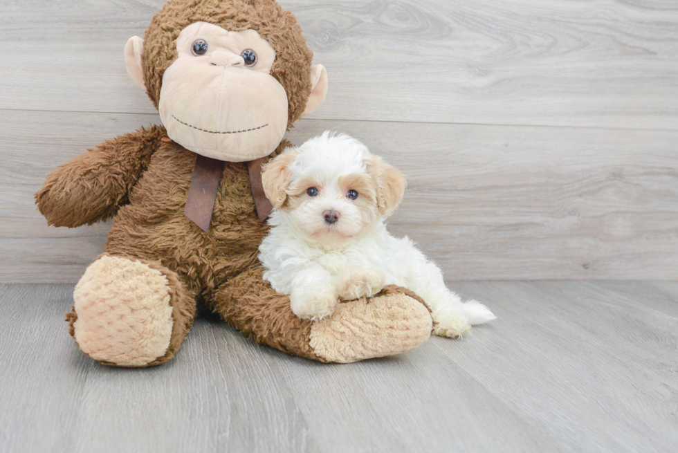 Maltipoo Puppy for Adoption