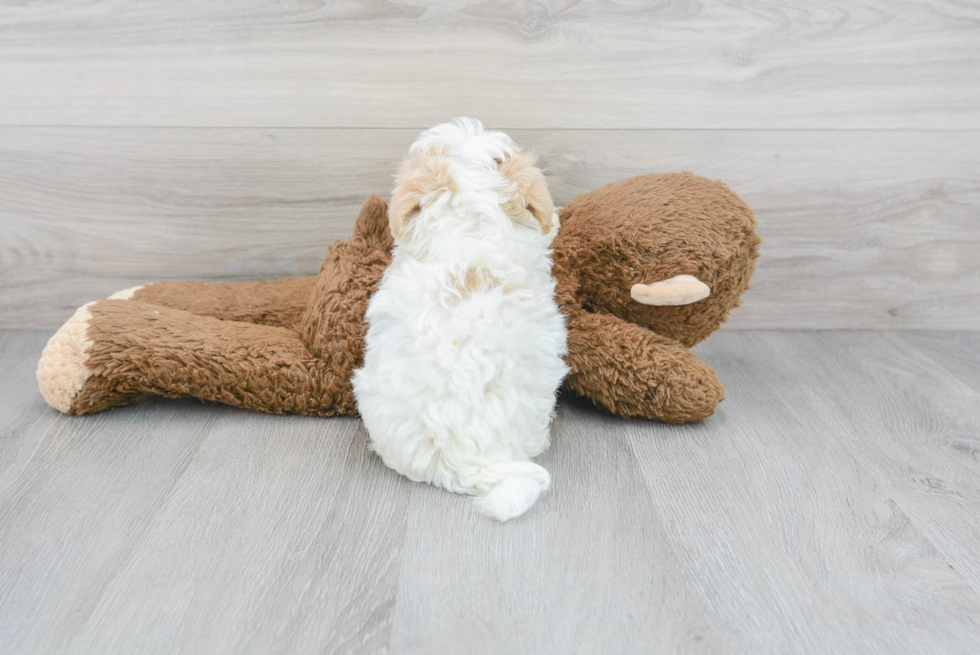 Popular Maltipoo Poodle Mix Pup