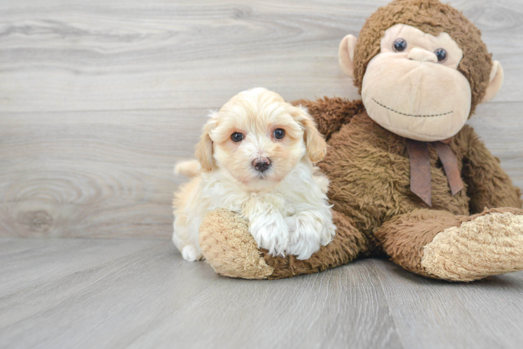 Maltipoo Pup Being Cute