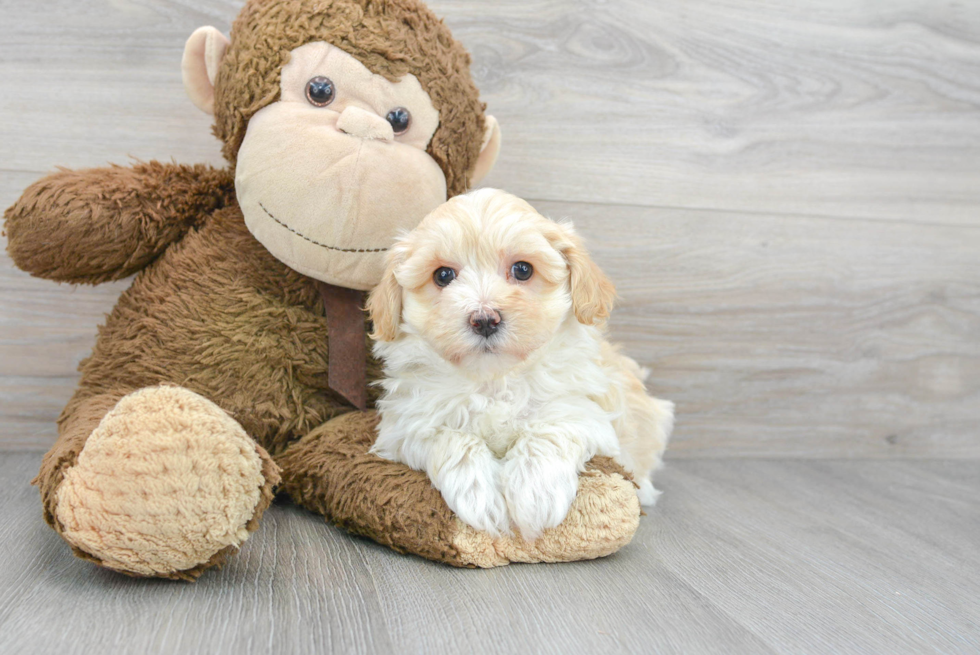 Maltipoo Pup Being Cute