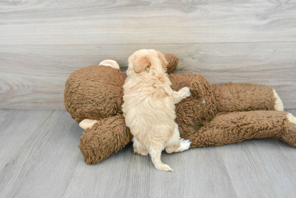 Maltipoo Pup Being Cute