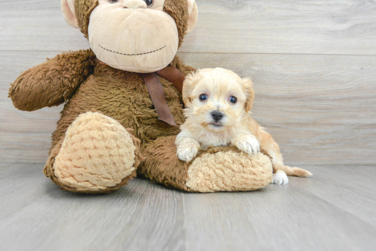 Maltipoo Puppy for Adoption