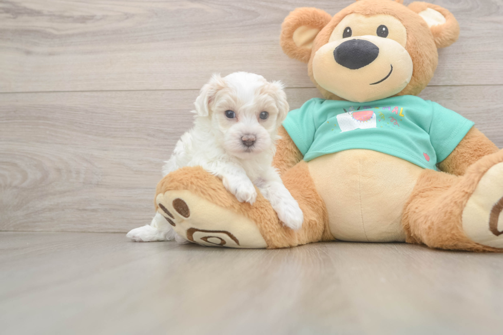 Maltipoo Puppy for Adoption