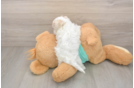 Small Maltipoo Baby