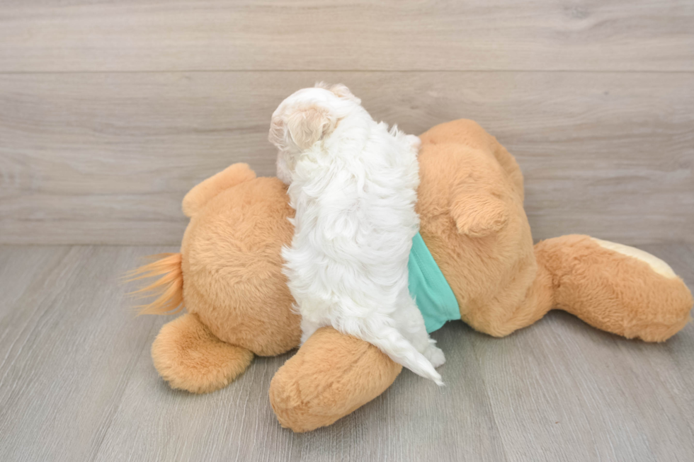 Small Maltipoo Baby