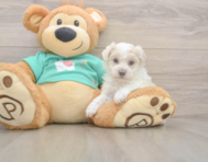 8 week old Maltipoo Puppy For Sale - Premier Pups