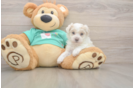 Maltipoo Pup Being Cute