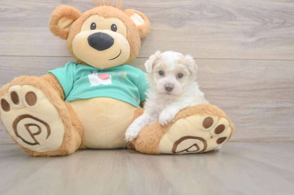 5 week old Maltipoo Puppy For Sale - Premier Pups