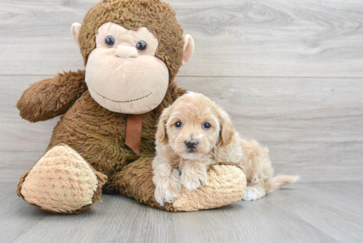 Happy Maltipoo Baby