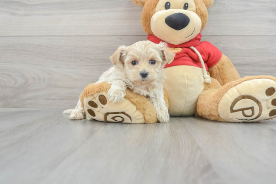 Petite Maltipoo Poodle Mix Pup