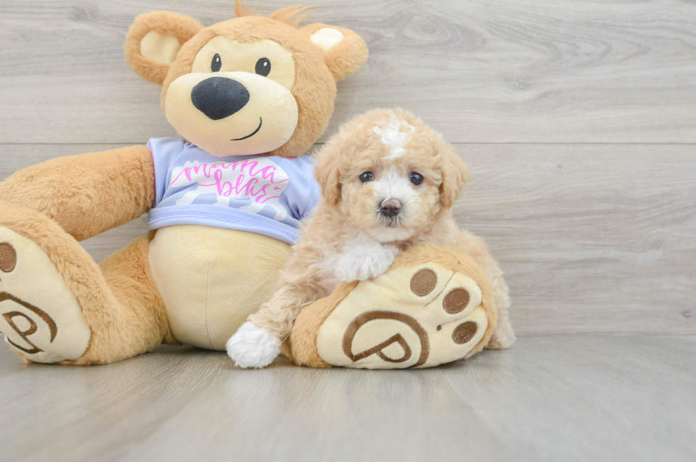 6 week old Maltipoo Puppy For Sale - Premier Pups