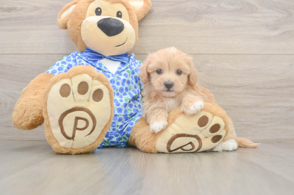 5 week old Maltipoo Puppy For Sale - Premier Pups