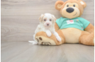 Best Maltipoo Baby